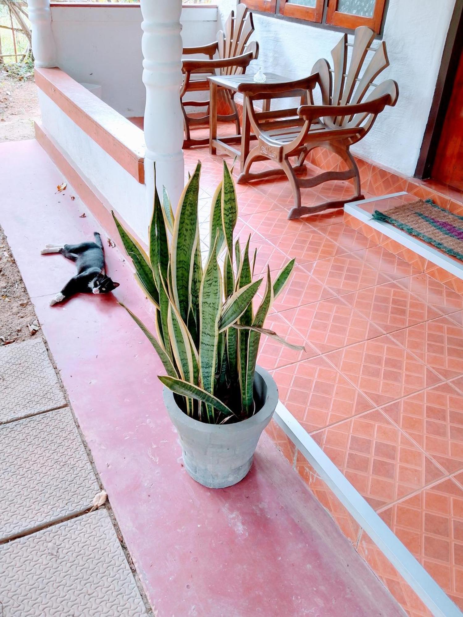 Area 51 Hotel Mirissa Exterior photo